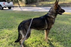 female-dog-2-9