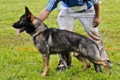 retired-dog-2